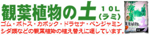 ϗtA̓yi~j10L
