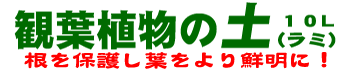 ی삵tNɁI